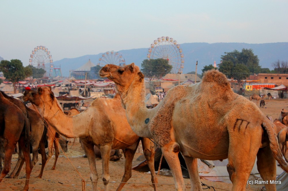 For the first 4-5 days of the Mela, Camels are the main focus for people, with almost 60000 camels converging on the sand dunes outside of the small town of Pushkar.